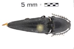 Foto (Dorsalansicht) von Parallelostethus acutus (NHMW-ZOO-COL-0010919)